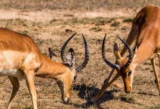 Impala's in gevecht, Zuid-Afrika